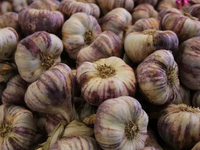 CADOURS PURPLE GARLIC, CADOURS