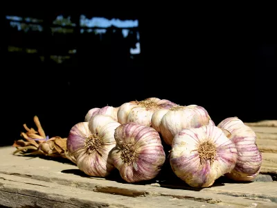 CADOURS PURPLE GARLIC, CADOURS