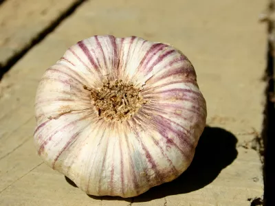 CADOURS PURPLE GARLIC, CADOURS