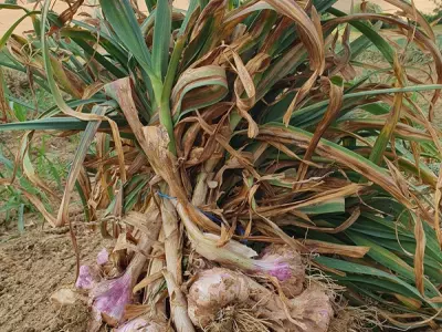 FERME DE FABART, BRIGNEMONT