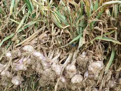 FERME DE FABART, BRIGNEMONT