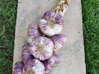 FERME DE FABART, BRIGNEMONT