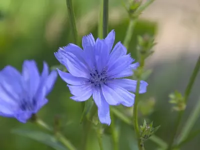 dieter444-chicory-5414279_640