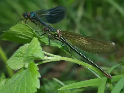 piotralbanowicz-dragonfly-3395597_640