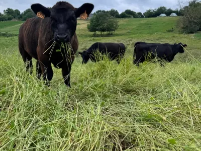 FERME DE FABART, BRIGNEMONT