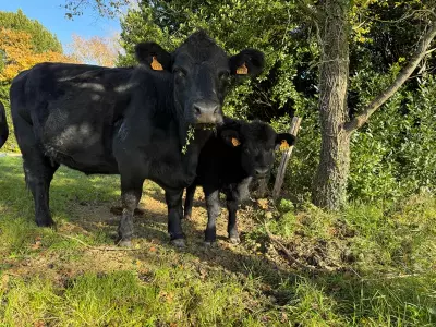troupeau - Ferme de Fabart Brignemont (3)