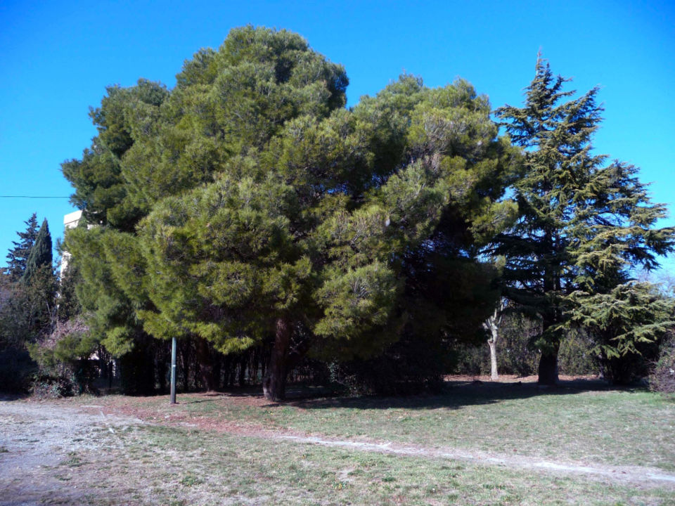 https://cdn.laetis.fr/i/herault/large/https%3A//cdt34.media.tourinsoft.eu/upload/parc-montcalm-1.jpg