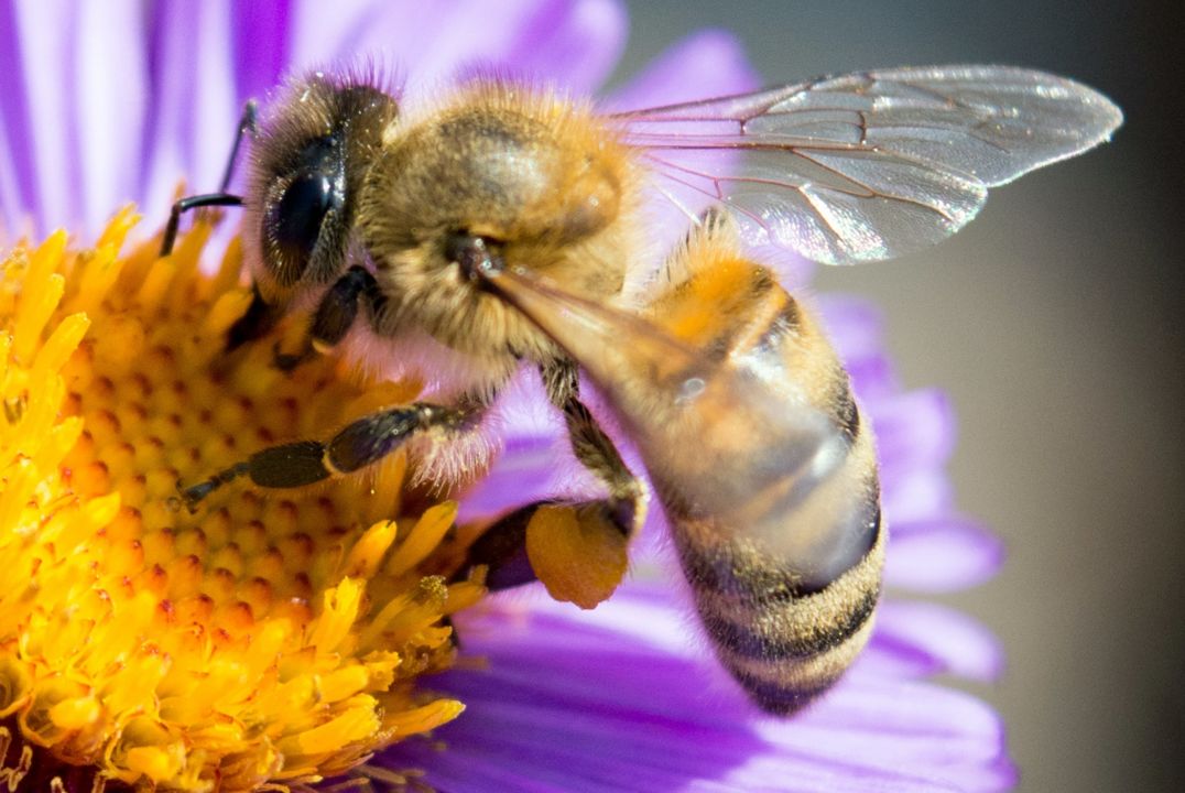 02-04-abeille©shutterstock_760615060