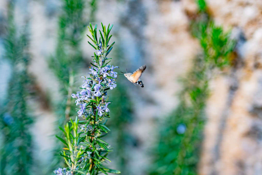 Papillon moro-sphynx