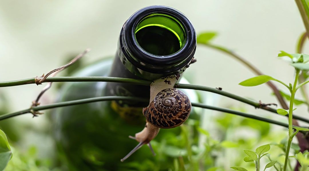 1080x600-site-ccvh-fdn2026