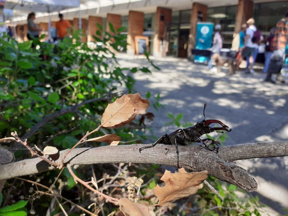 20250524_PDD_ambiance-nature-Lucane-cerf-volant-933x700