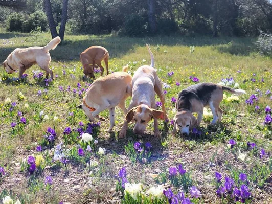 CHEZ HAPPY DOGS