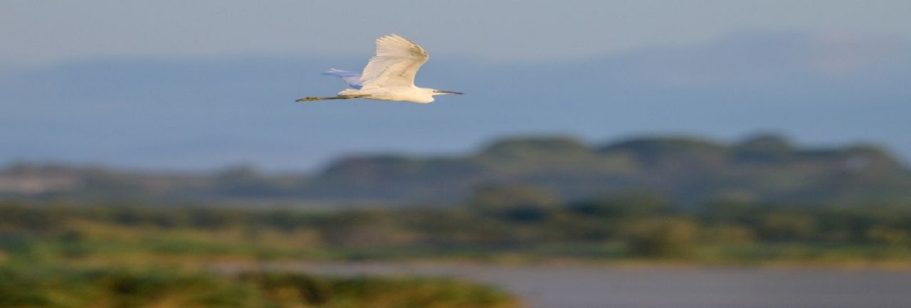 Sortie Nature - Découverte des Oiseaux du Bagnas_Agde_1