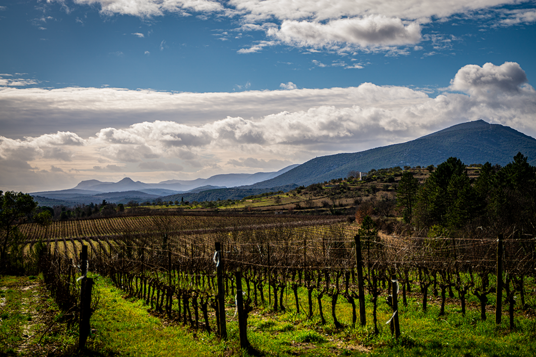 Épisode vigneron_Montoulieu_1