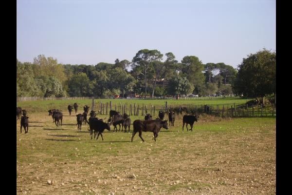 Gite Le pic st loup_1