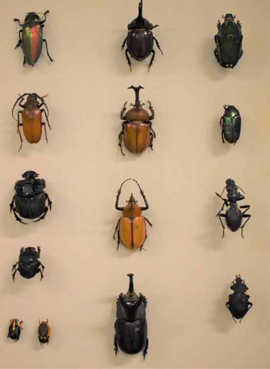 Visite commentée du Muséum d'Histoire Naturelle_Béziers_1