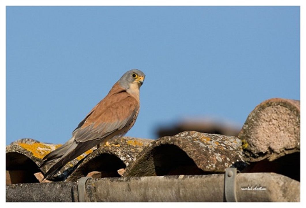 Découverte des Faucons Crécerellettes_Saint-Pons-de-Mauchiens_1