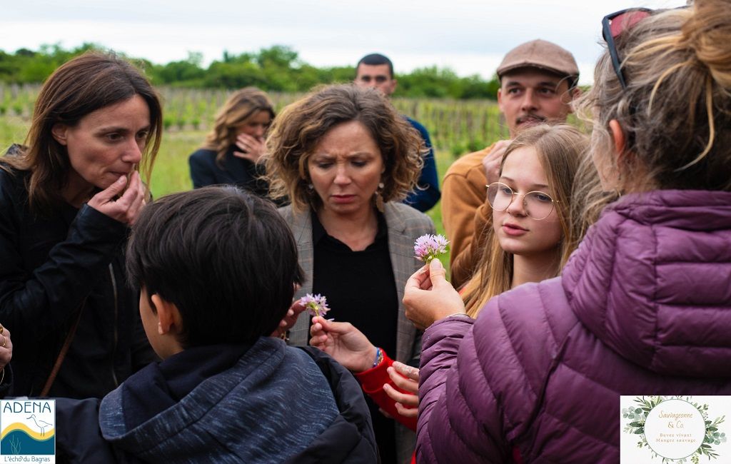 Plantes sauvages comestibles_Agde_1
