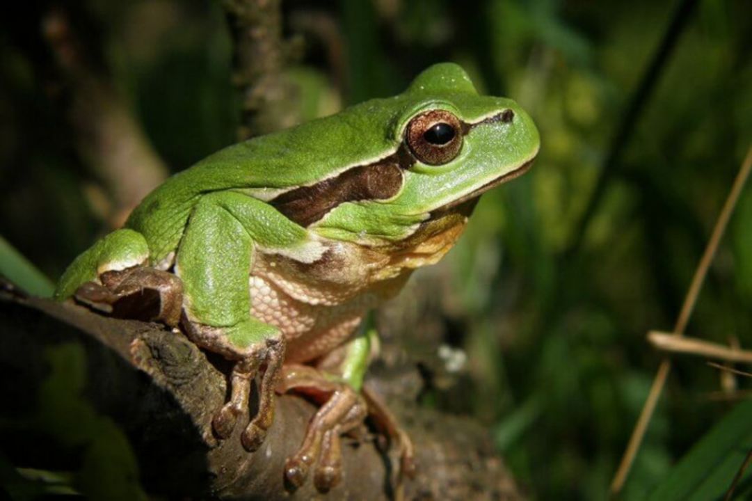 Fréquence grenouille_Le Grau d'Agde_1