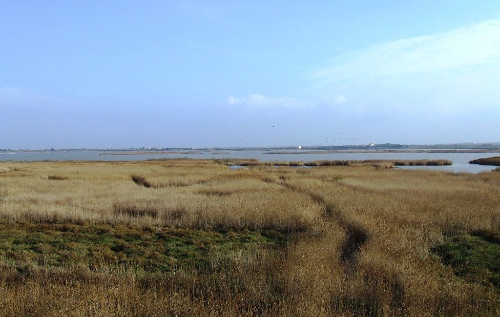 Roseaux et des ailes_Agde_1