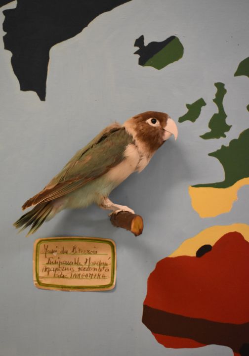 Visite commentée du Muséum d'Histoire Naturelle_Béziers_1