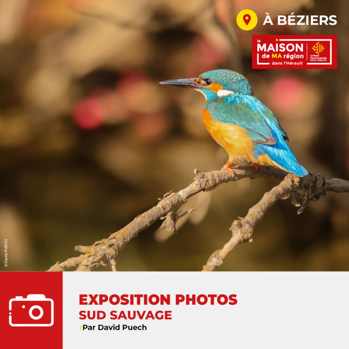 Sud sauvage par David Puech_Béziers_1