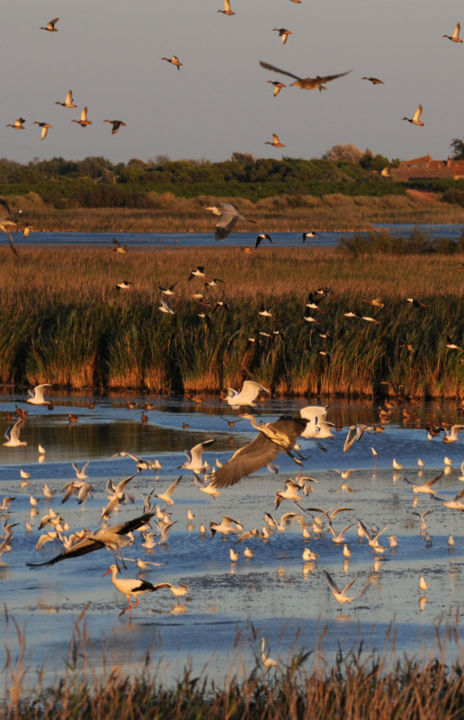 Oiseaux et chauve-souris au soleil couchant_Agde_1