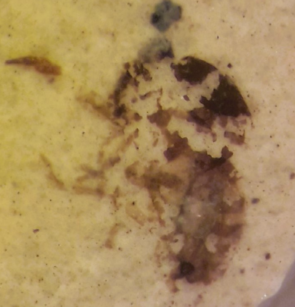 Conférence : Les insectes fossiles d’Occitanie et d’ailleurs_Béziers_1