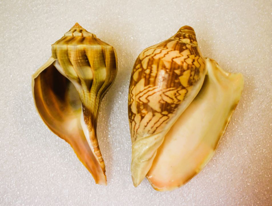Le Muséum d’Histoire Naturelle_Béziers_1