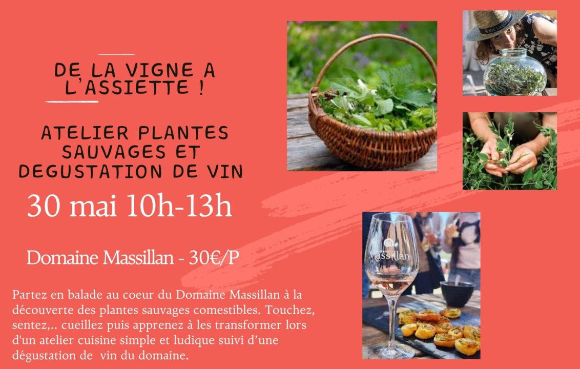 Atelier plantes sauvages et dégustation de vins