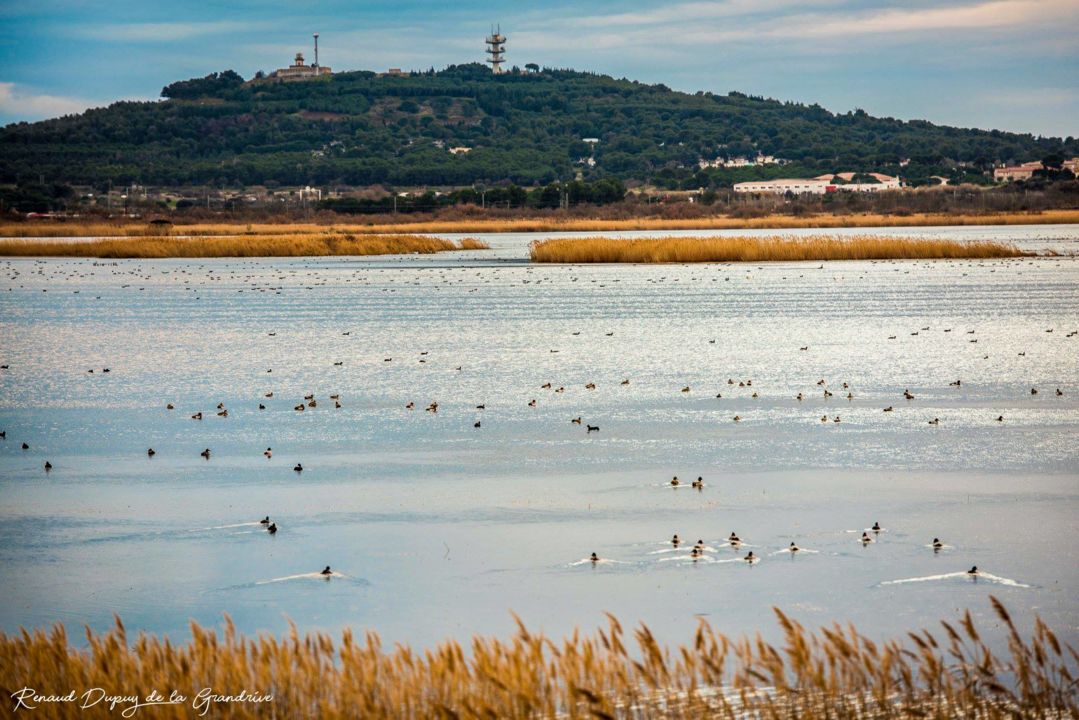 Bagnas Mont Saint Loup Renaud DG