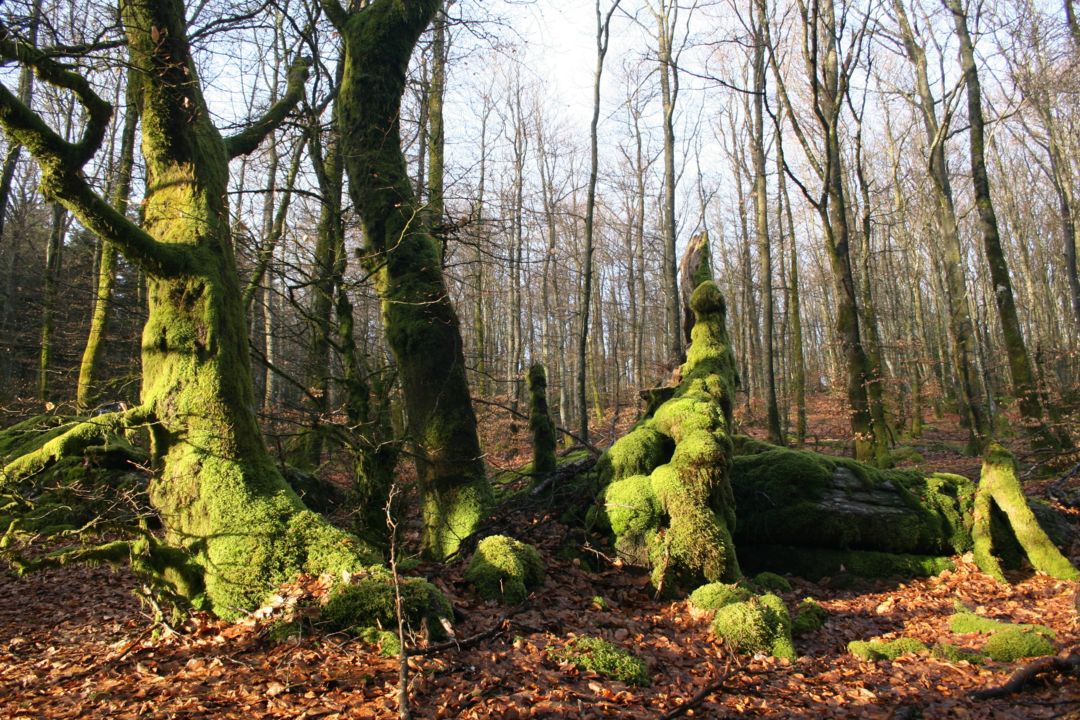 Balade naturaliste