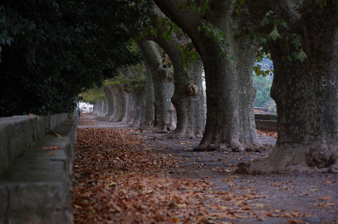 Bedarieux-Pays-Karl-Cosse
