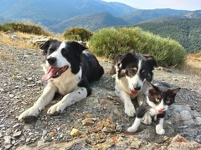 pension canine 4 Pattes 1000 Câlins