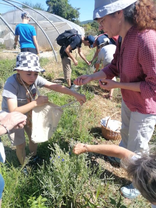 Cueillette - LE JARDIN DE BEBOUT