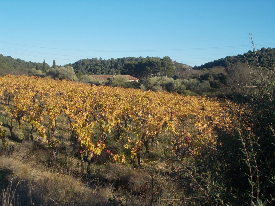 Domaine Anne Allié 4