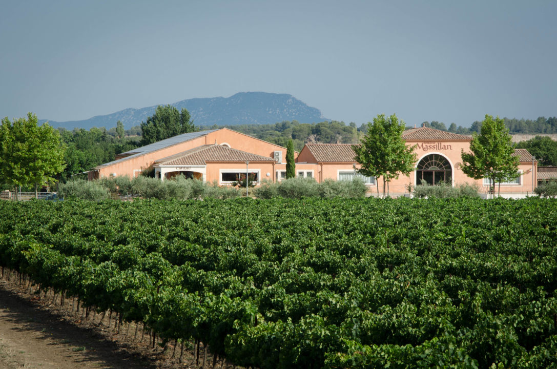 Domaine-Massillan---Le-Pic-Saint-Loup-en-toile-de-fond--2-