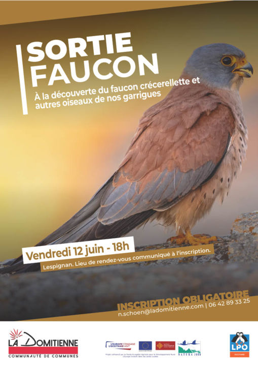 FAUCON