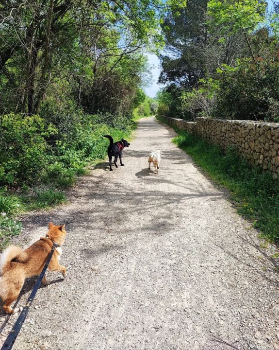 pension canine bien dans nos pattes