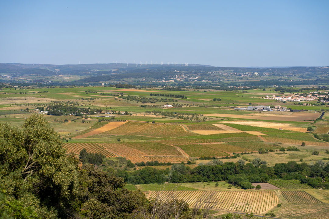 vignes