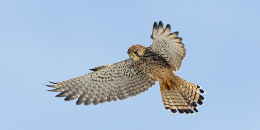 FauconCrecerelleVol2_FabriceCahez_1360