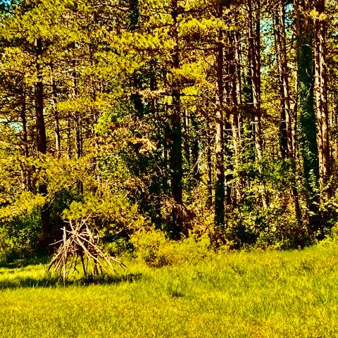 Traverser la forêt