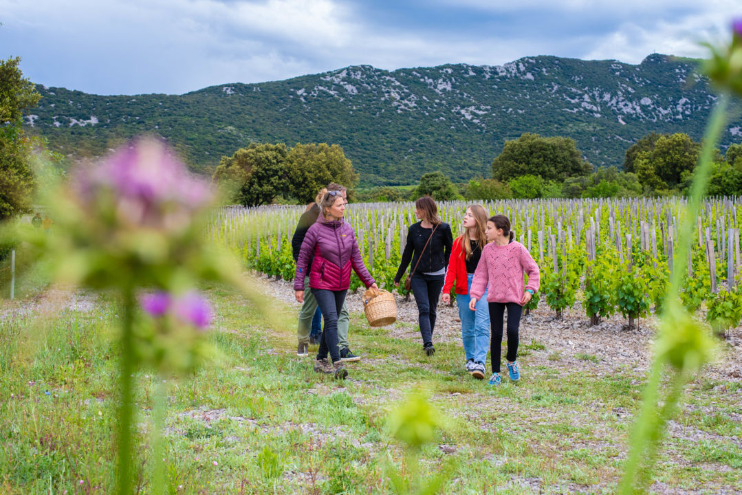 Balade plantes sauvages comestibles