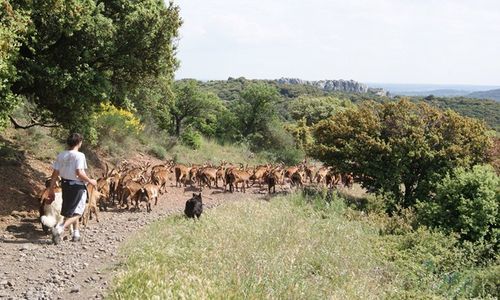 LOILAR034FS000SC_Ferme du Mas Rolland_ troupeau