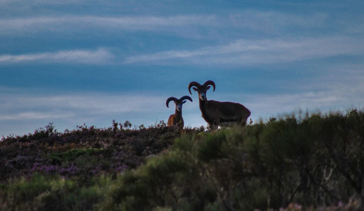 Les MOUFLONS