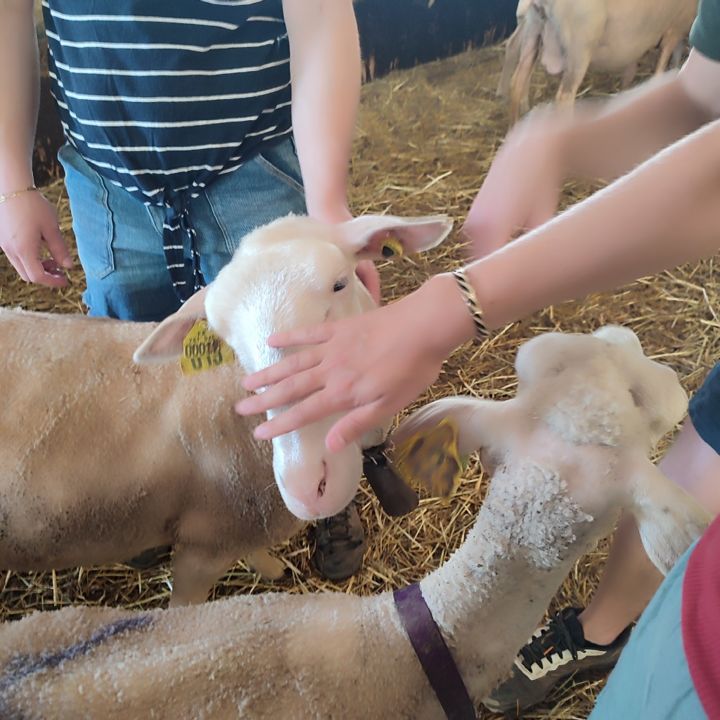 Les brebis de la FERME DU LUCIDOU