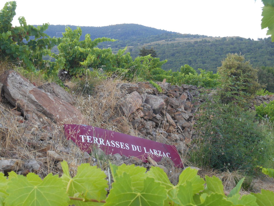 vignes mas lasta