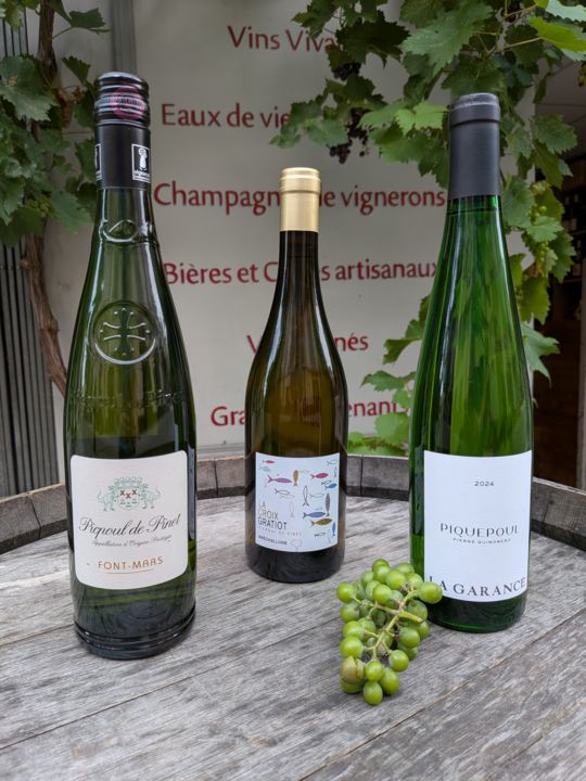 Piquepoul
