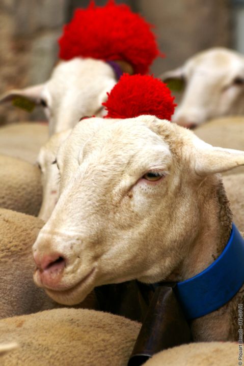 Transhumance