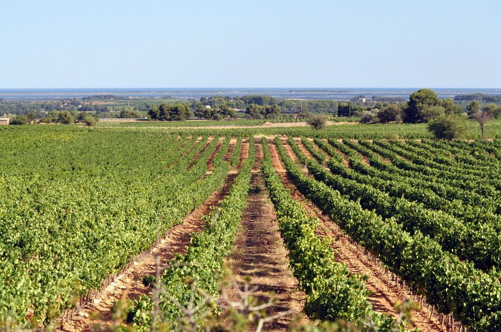 Cave de l'Ormarine à Pinet - Vignobles